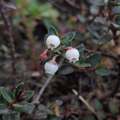Gaultheria myrsinoides