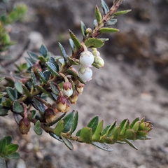 Gaultheria myrsinoides, photograph (c) Denis Zabin, some rights reserved (CC BY)