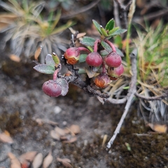 Gaultheria myrsinoides, photograph (c) Denis Zabin, some rights reserved (CC BY)
