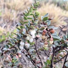 Gaultheria myrsinoides, photograph (c) Denis Zabin, some rights reserved (CC BY)