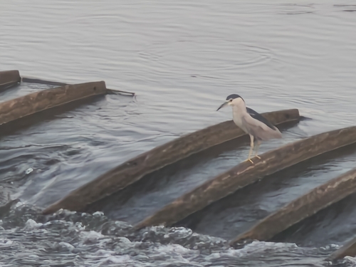 Black-crowned Night Heron