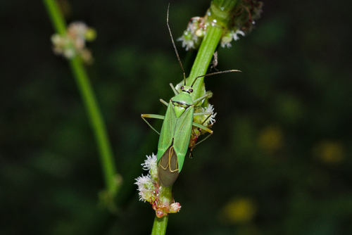 Calocoris alpestris