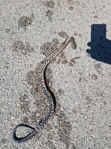 Tessellated Water Snake