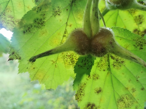 Corylus sieboldiana observed 2026-09-06