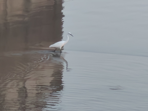 Little Egret