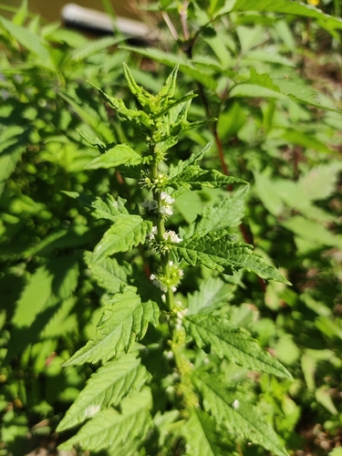 European water-horehound
