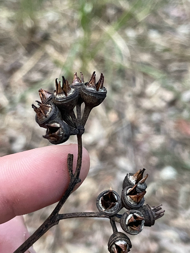 Eucalyptus resinifera