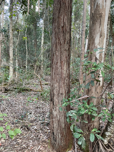 Eucalyptus resinifera, photograph 2