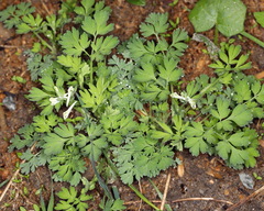 Corydalis capnoides