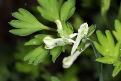 Corydalis capnoides