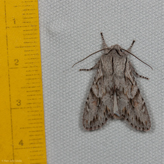 Egira crucialis