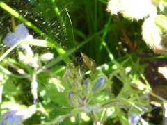 Cauchas fibulella