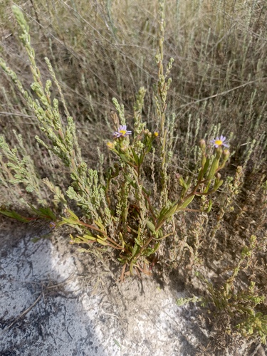 Sea Aster