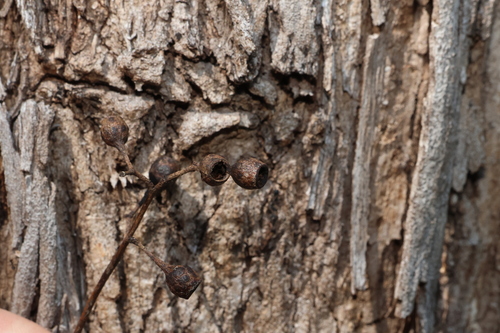 Eucalyptus melliodora, photograph 2