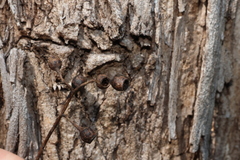 Eucalyptus melliodora, photograph (c) Greg Tasney, some rights reserved (CC BY-SA)