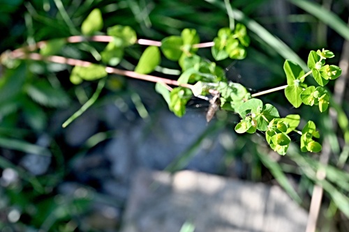 Euphorbia platyphyllos, photograph 2