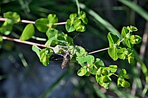 Euphorbia platyphyllos