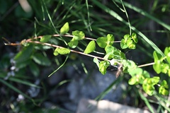 Euphorbia platyphyllos, photograph (c) Petr Harant, some rights reserved (CC BY)