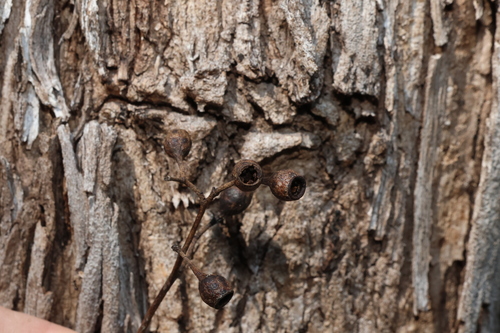 Eucalyptus melliodora, photograph 3