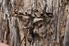 Eucalyptus melliodora, photograph (c) Greg Tasney, some rights reserved (CC BY-SA)