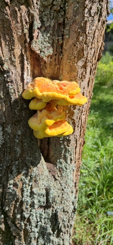 chicken of the woods