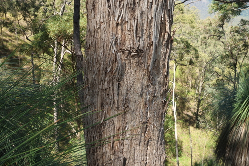 Eucalyptus melliodora, photograph 4