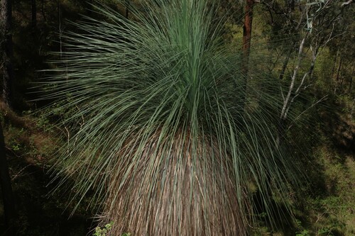 Xanthorrhoea glauca