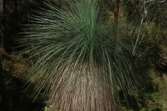 Xanthorrhoea glauca
