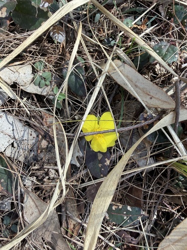 Hibbertia dentata, photograph 2
