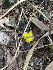 (c) Toby Jin, some rights reserved (CC BY) Hibbertia dentata, photograph (c) Toby Jin, some rights reserved (CC BY)