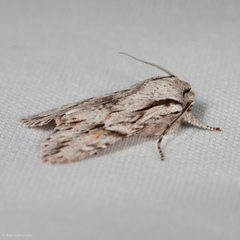 Egira crucialis