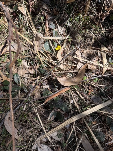 Hibbertia dentata, photograph 3