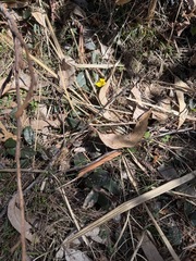 (c) Toby Jin, some rights reserved (CC BY) Hibbertia dentata, photograph (c) Toby Jin, some rights reserved (CC BY)