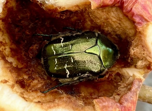 European Rose Chafer