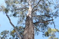 Eucalyptus melliodora
