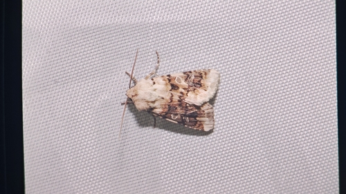 Hadena aberrans