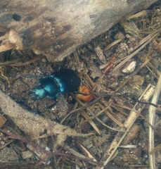 Platycerus caprea
