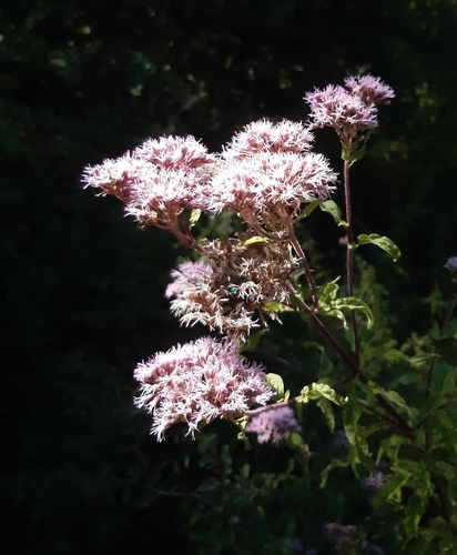 hemp agrimony