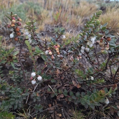 Gaultheria myrsinoides, photograph (c) Denis Zabin, some rights reserved (CC BY)