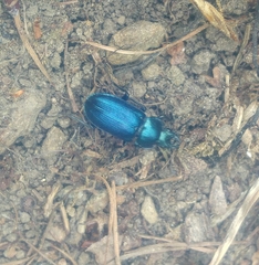Platycerus caprea