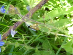 Cauchas fibulella