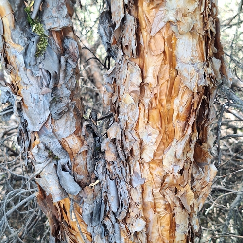Polylepis incana