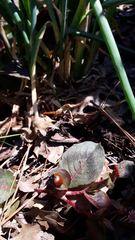 Aegithus clavicornis