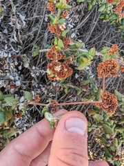 Eriogonum parvifolium