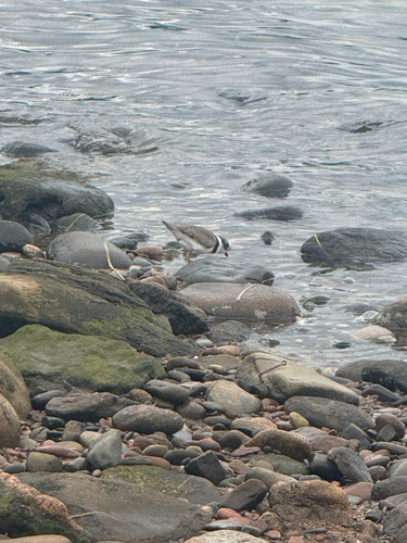 Semipalmated Plover