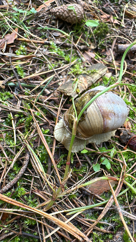 Roman Snail