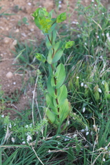 Bupleurum rotundifolium