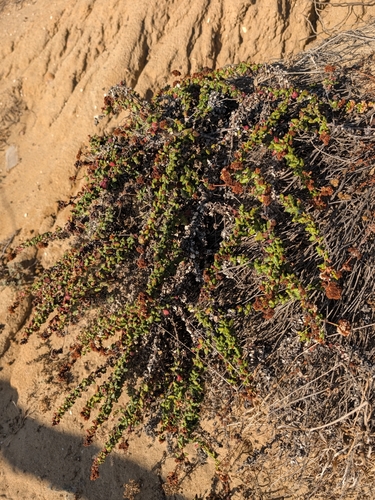 Eriogonum parvifolium, photograph 2