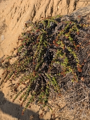 Eriogonum parvifolium, photograph (c) Konshau Duman, some rights reserved (CC BY)