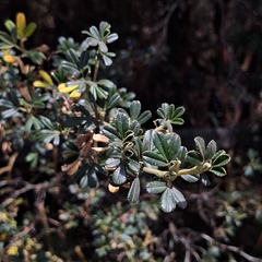 Polylepis incana, photograph (c) Denis Zabin, some rights reserved (CC BY)